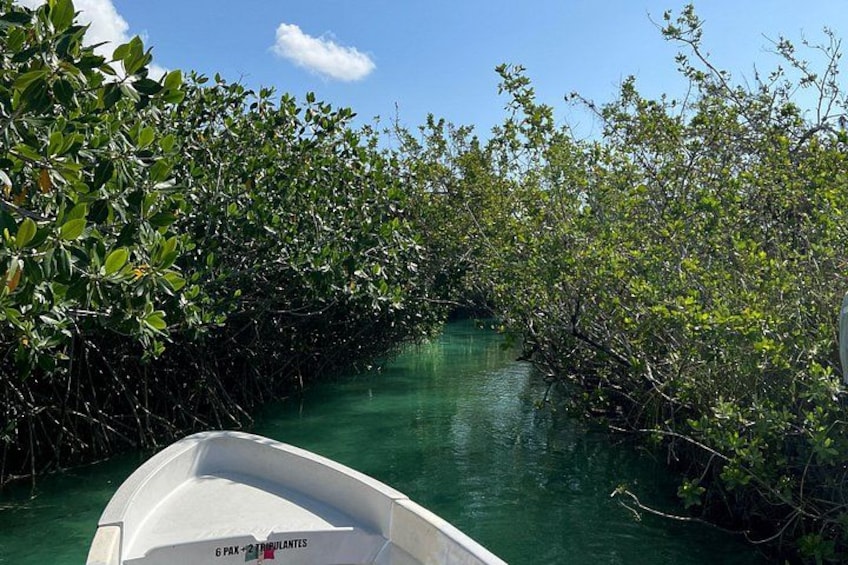 A boat on a narrow waterway surrounded by dense mangrove vegetation. 1