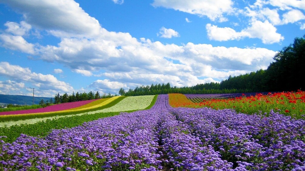 A field of purple flowers with a clear sky and trees in the background. 5