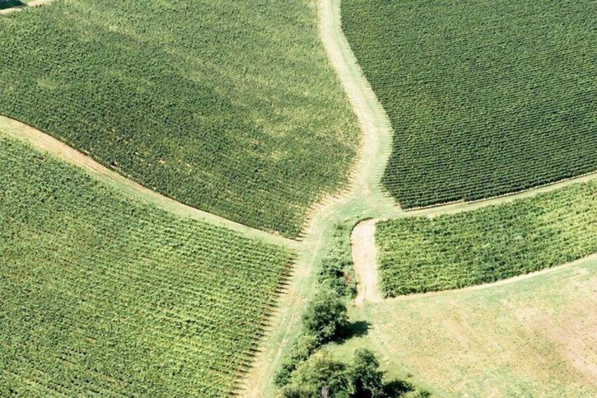 Una vista aerea di un vigneto con filari di viti. 4