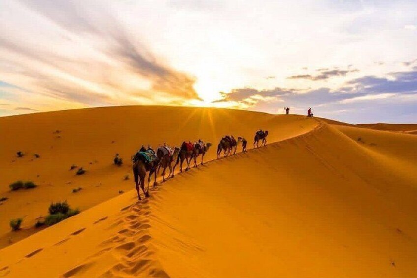 A caravan of camels on a sand dune at sunset. 4