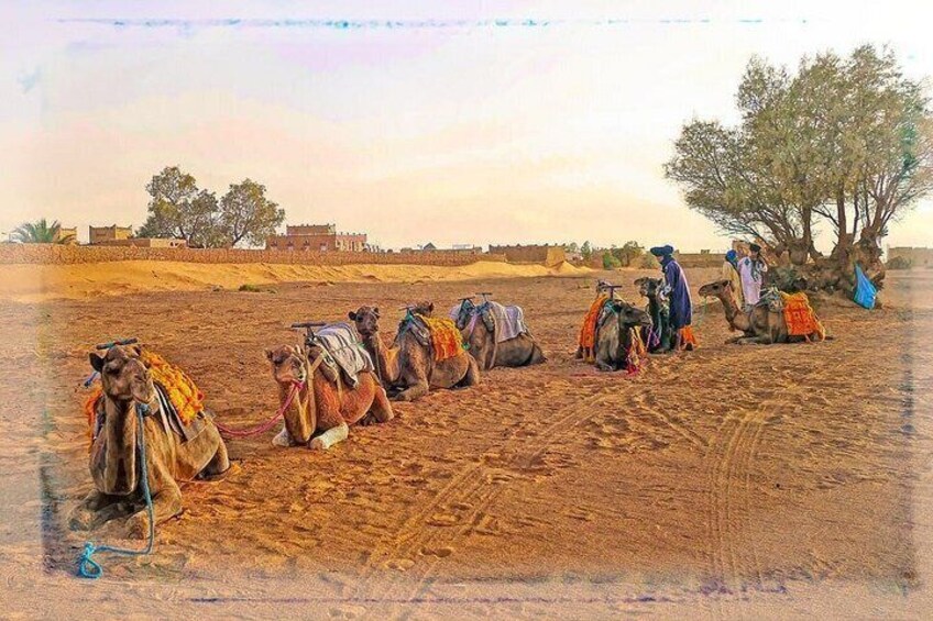 Camels lined up in a desert with people and a tree in the background. 2