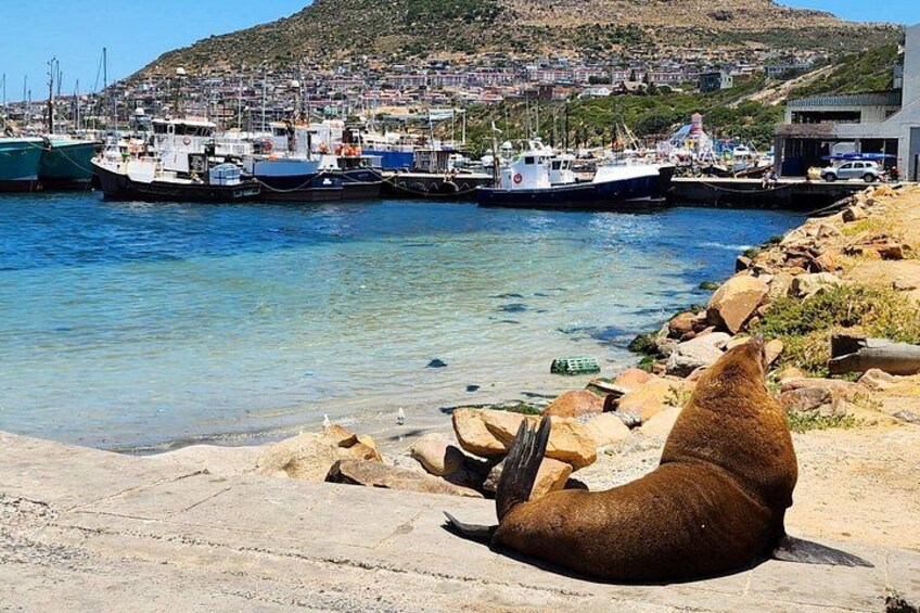 The Ultimate Hout Bay Tour Bird Sanctuary and Seal Island 3
