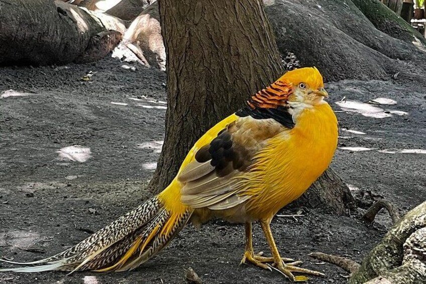 The Ultimate Hout Bay Tour Bird Sanctuary and Seal Island 2