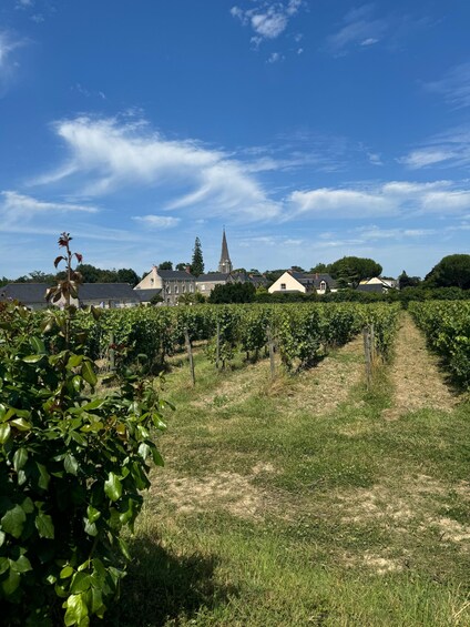 A vineyard with rows of grapevines, a church with a steeple, and residential buildings under a clear blue sky. 2