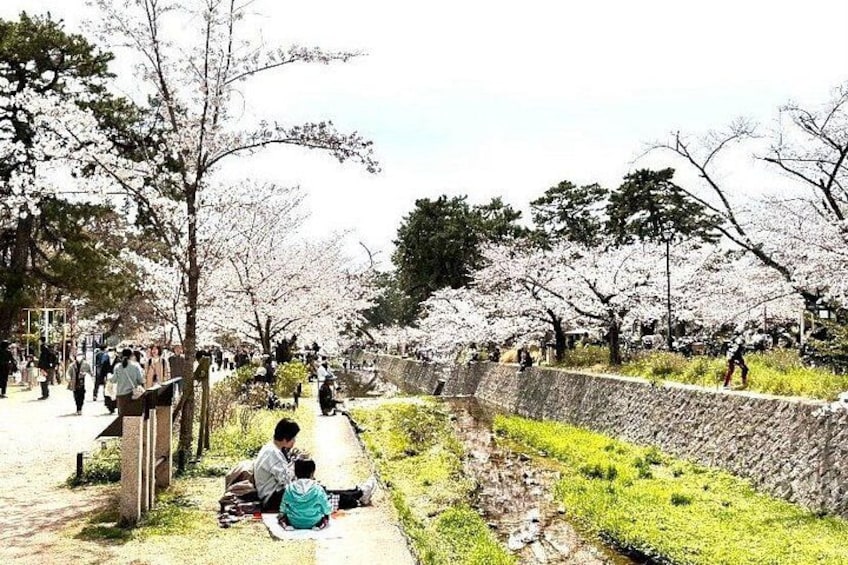 A cherry blossom-lined pathway with people walking and sitting. 2