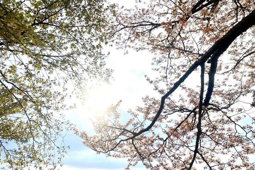 A tree with bare branches against a clear sky. 4