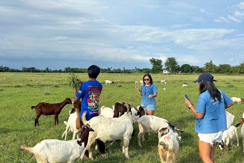 Een groep mensen in een grasveld met geiten. 3