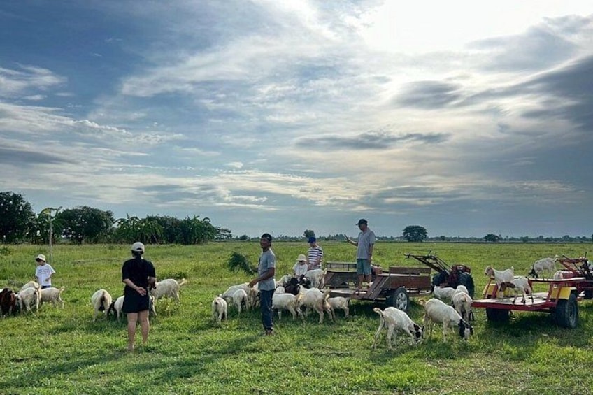 Een groep mensen die schapen over een begrazend grasland leidt, onder een bewolkte lucht. 2
