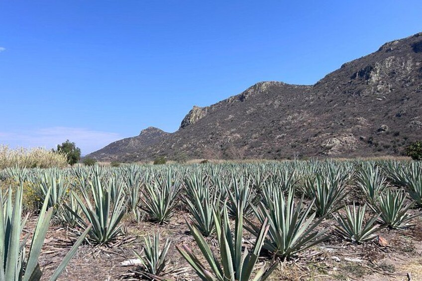 Artisanal Mezcal Experience in Oaxaca: From agave to glass 1