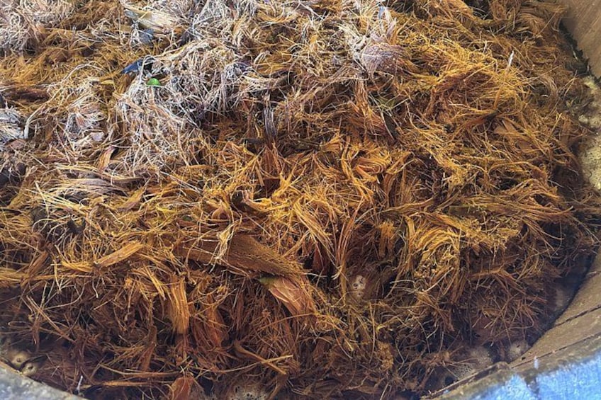 Artisanal Mezcal Experience in Oaxaca: From agave to glass 5