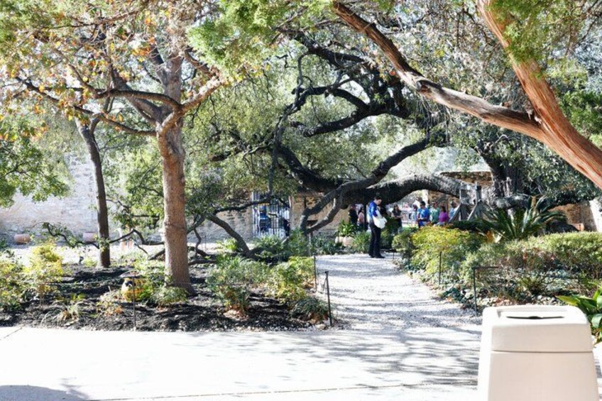 A tree-lined pathway with a large tree branch overhanging, a white structure, and people walking in the distance. 2