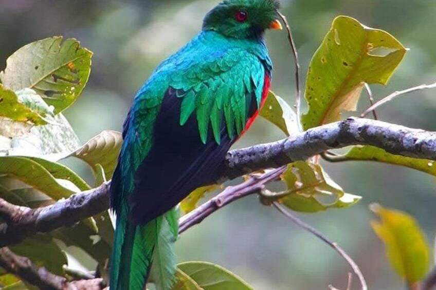 2 Day Manu National Park Adventure Experience 4