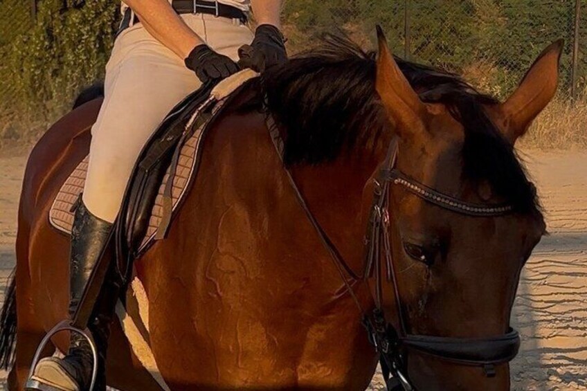 Horseback Trail Adventure in Belgrade 4