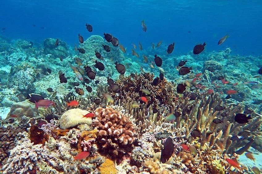 Snorkeling over Coral Reef. 3