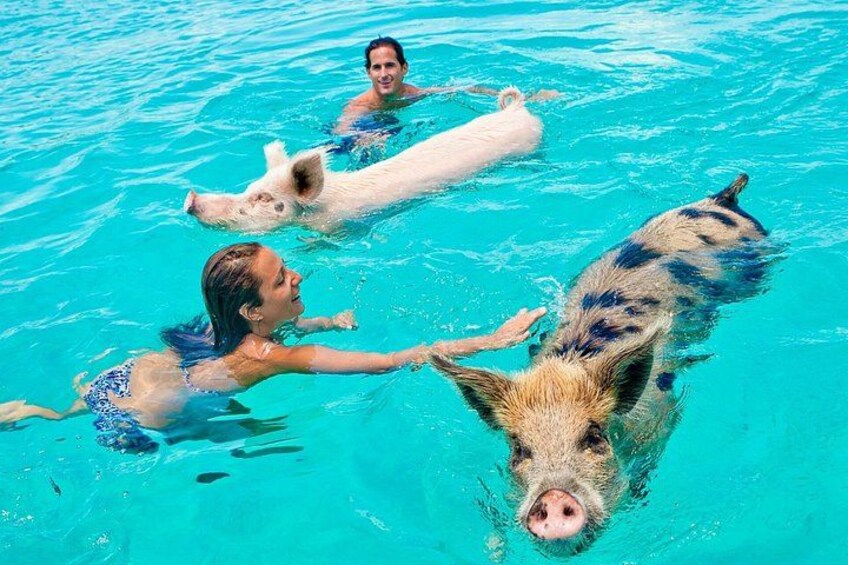 Swim with the pigs. 2