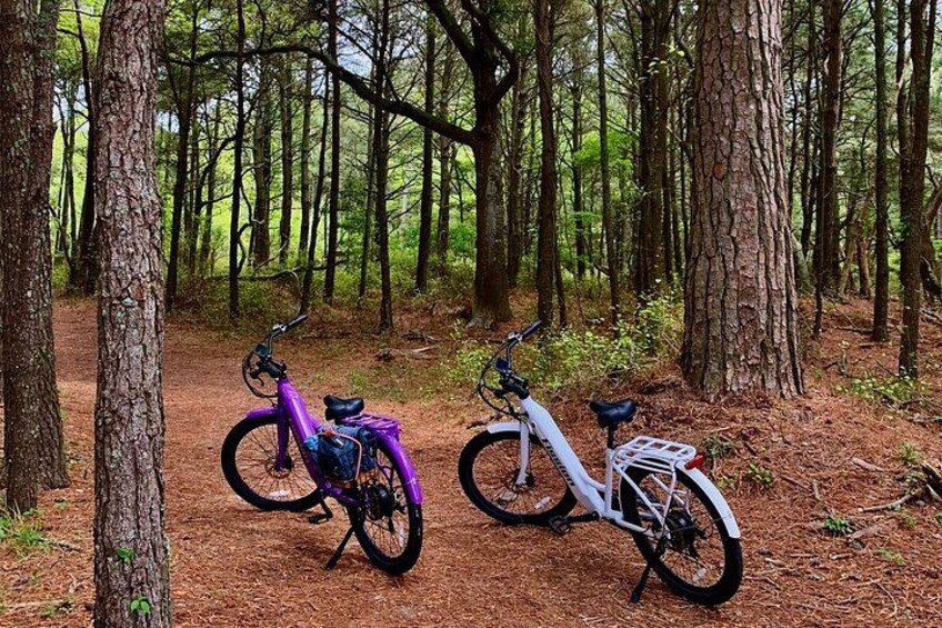 Two bicycles parked in a forest. 2