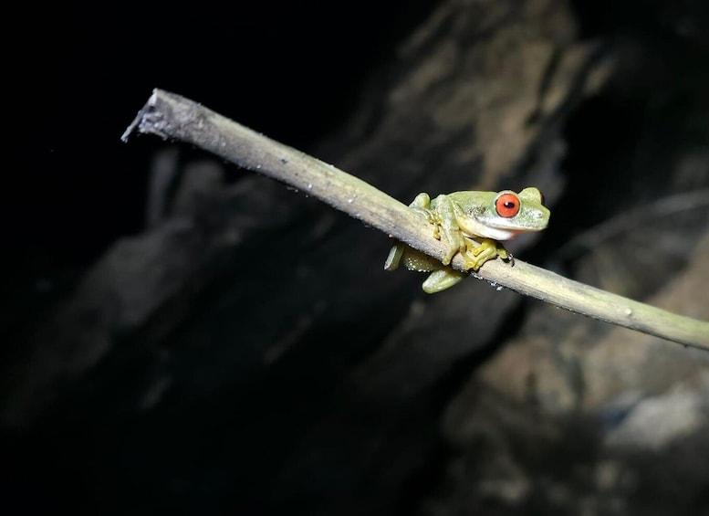 A frog perched on a branch. 5