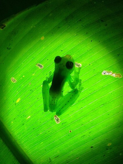 A frog on a green leaf. 4