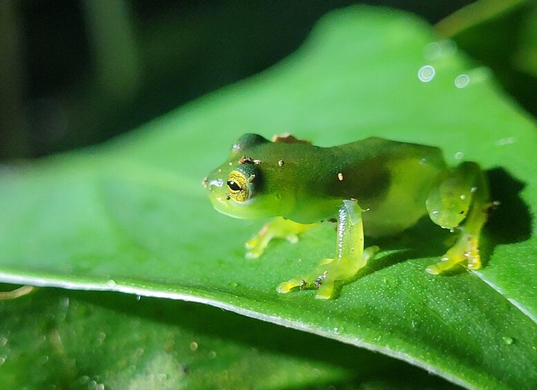 A frog on a green leaf. 2
