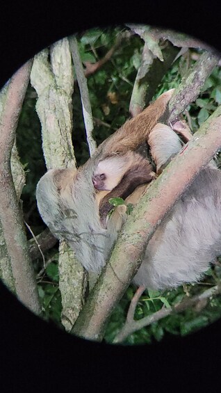 A sloth resting on tree branches. 3