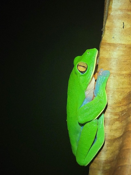 A green frog clinging to a tree trunk. 1