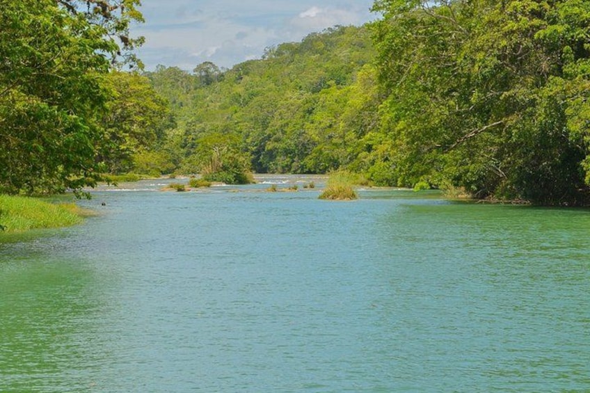 Un río rodeado de exuberante follaje verde. 3