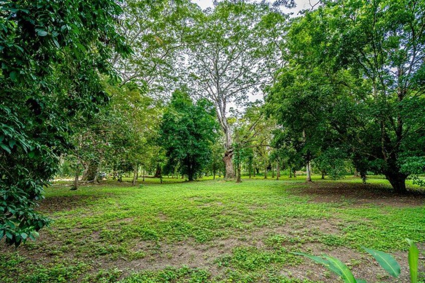 Un parque con árboles y césped. 5