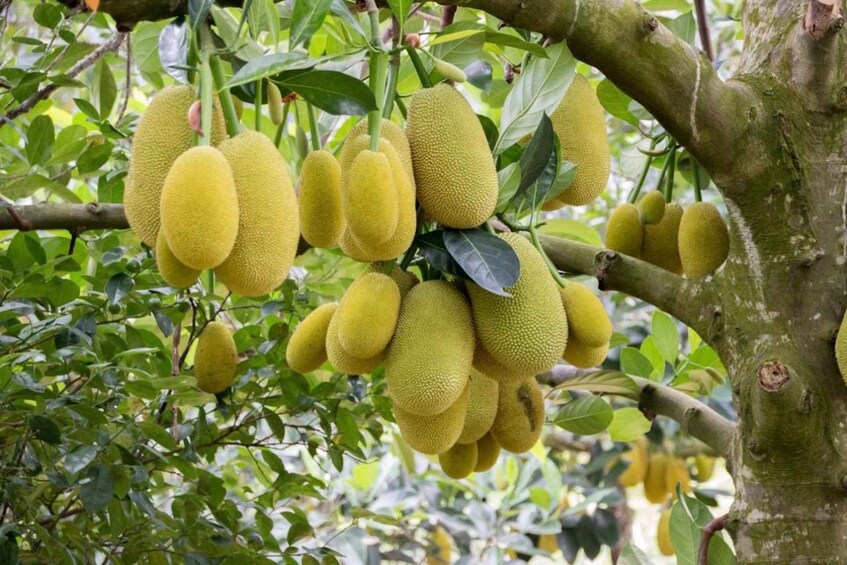 A tree with clusters of yellow jackfruit hanging from its branches. 3