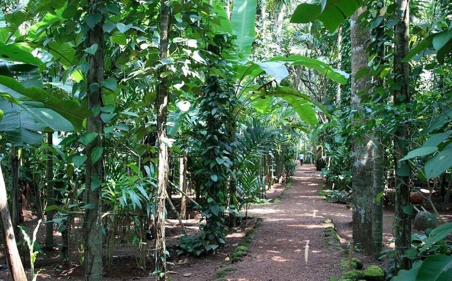 A forested path with dense foliage and trees. 4