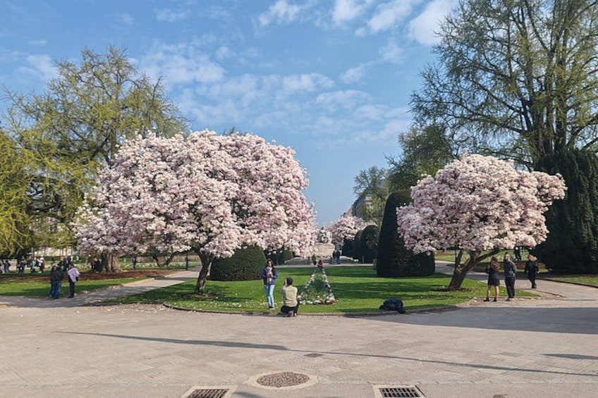 Un parque con árboles de cerezo en flor, un camino pavimentado y gente caminando. 5