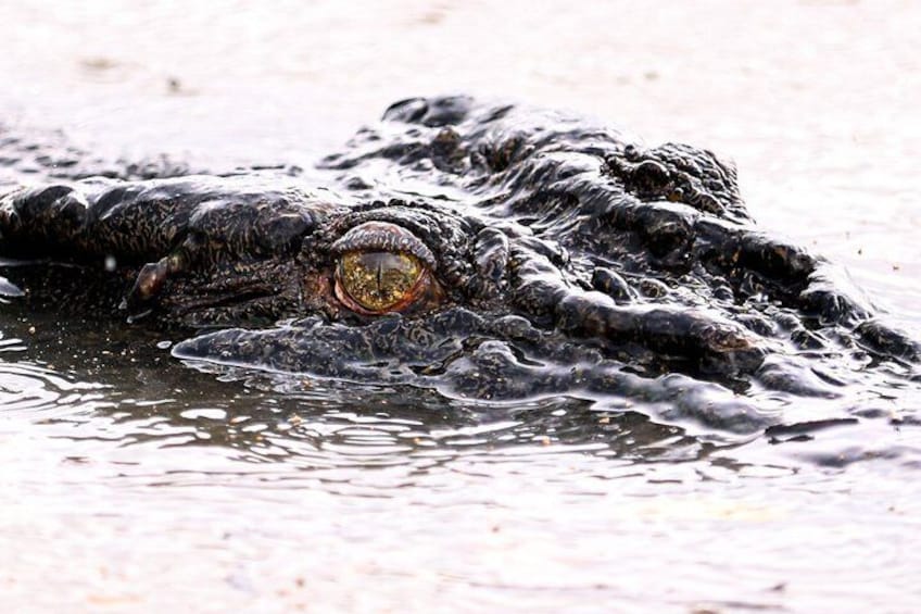A crocodile partially submerged in water. 1