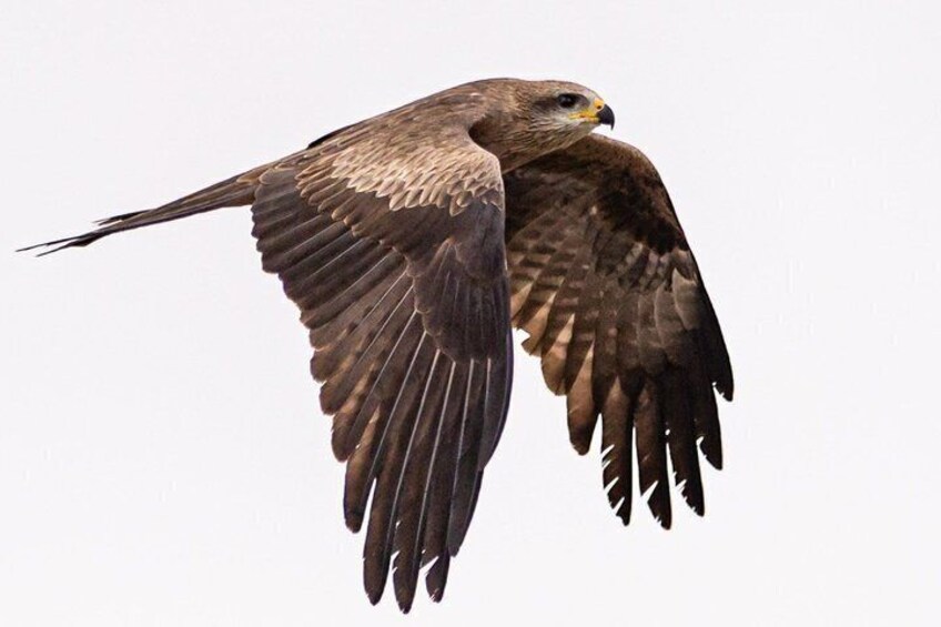 A bird of prey in flight with outstretched wings. 2