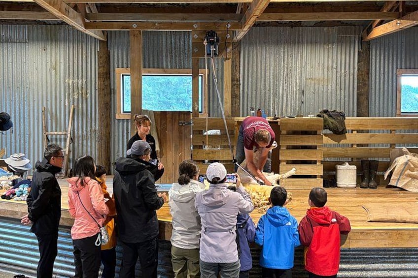 Authentic Kiwi Farm Tour at Woodstone Farm 4