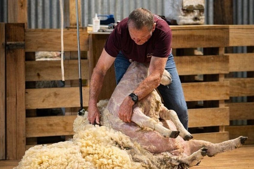 Authentic Kiwi Farm Tour at Woodstone Farm 5