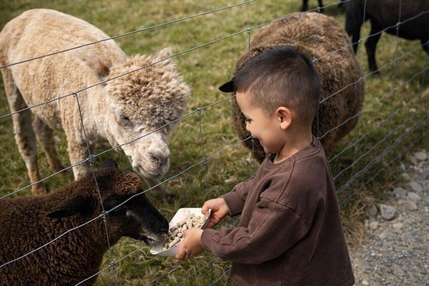 Authentic Kiwi Farm Tour at Woodstone Farm 2