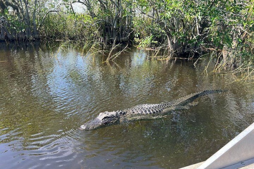 A crocodile swimming in a water body surrounded by dense vegetation. 3