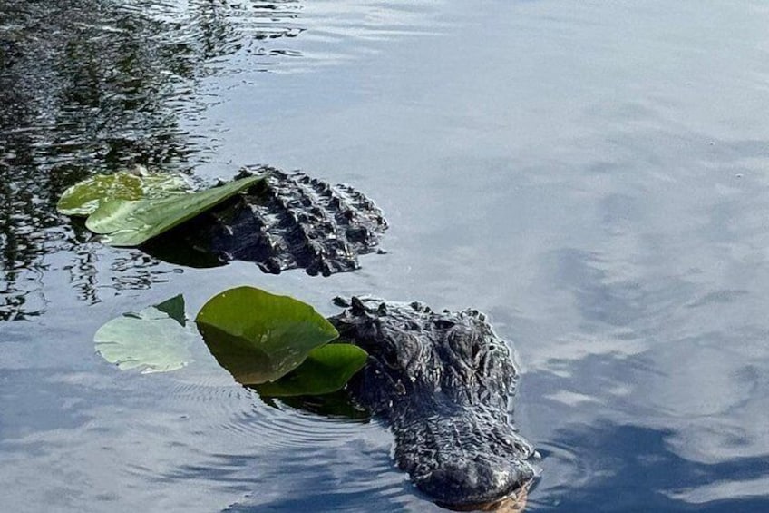 A crocodile partially submerged in water with lily pads. 2