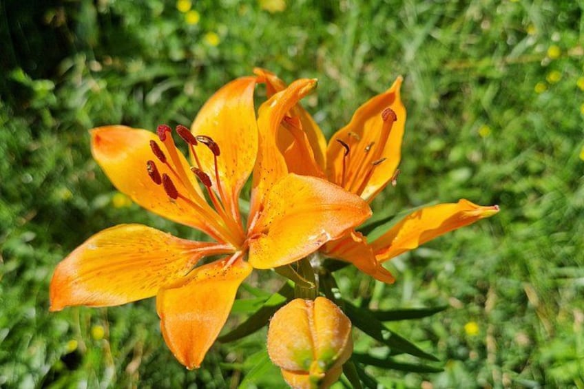 A single orange lily with multiple petals and prominent stamens, set against a background of green foliage. 3