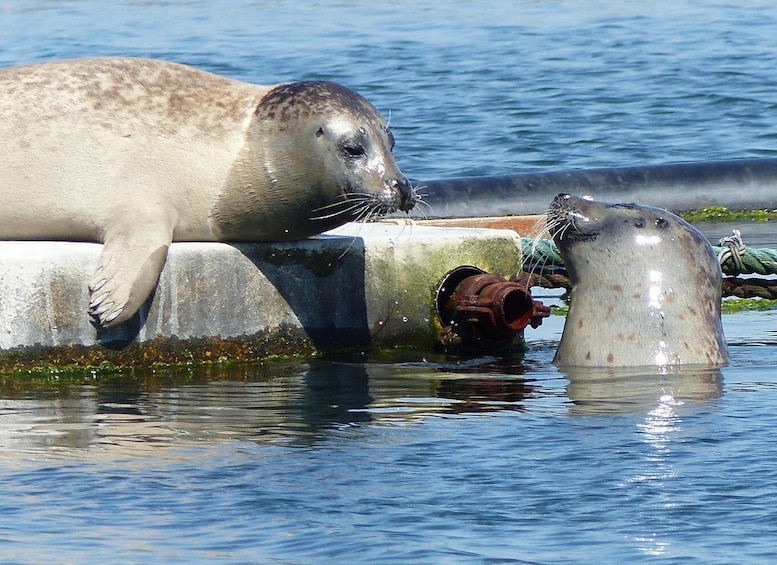 A seal resting on a concrete structure by the water. 1