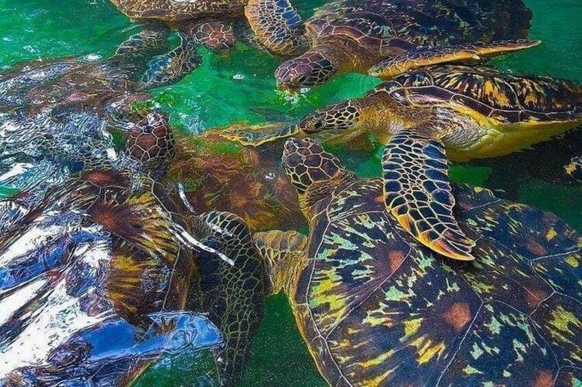 Eine Gruppe Meeresschildkröten schwimmt in klarem Wasser. 2