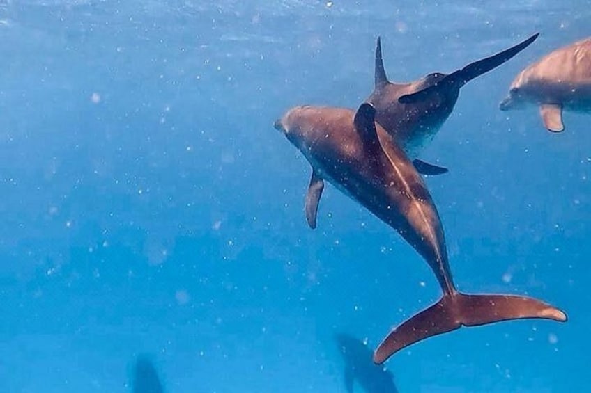 Ein Delfin schwimmt in klarem, blauem Wasser. 3