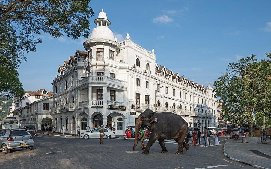 A large white building with a dome and arched windows, a street with cars and pedestrians, and an elephant in the foreground. 4