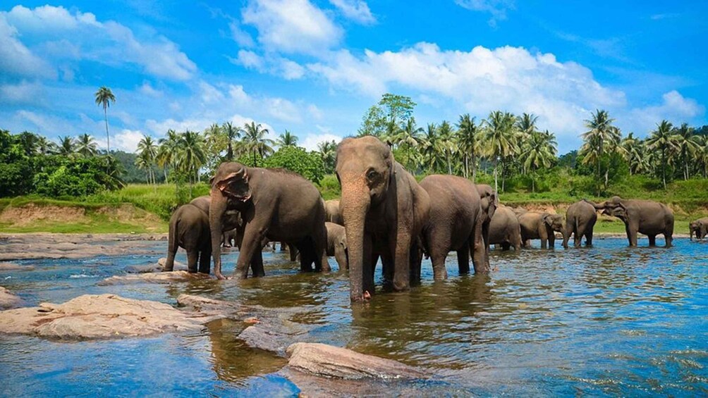 A group of elephants in a river surrounded by palm trees. 1