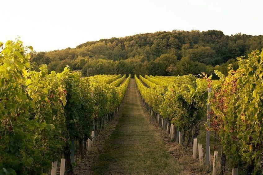 A vineyard with rows of grapevines extending towards a hill. 1