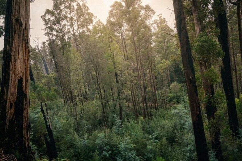 Un bosque tupido con árboles altos y maleza. 3