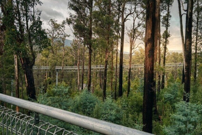 Un bosque con árboles altos y un puente de metal. 5