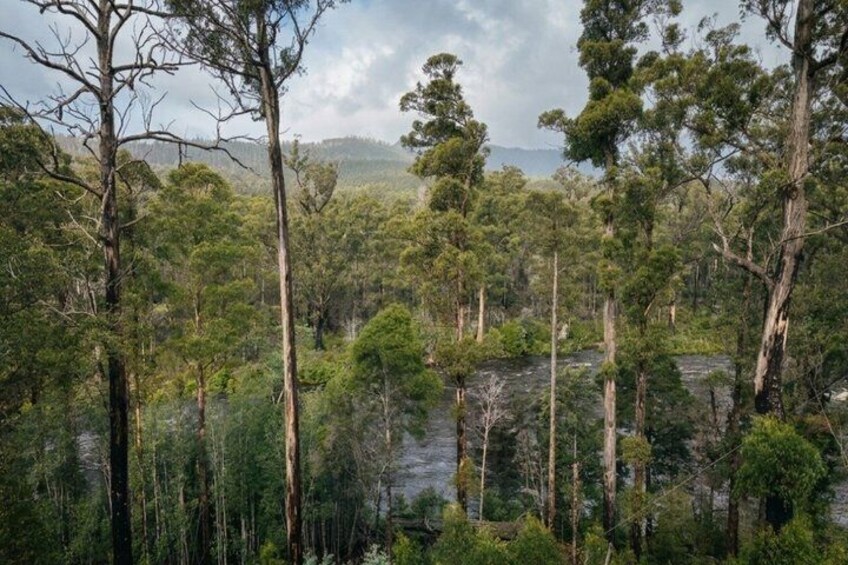Un bosque denso con árboles altos y una masa de agua. 4