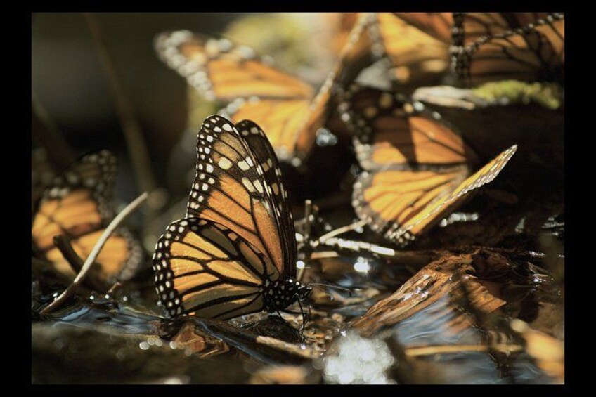 Multiple monarch butterflies resting on a surface with water droplets. 3