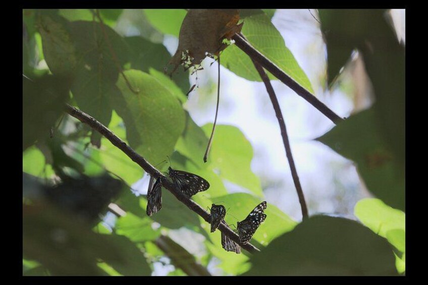 Two butterflies on a branch with green leaves. 5