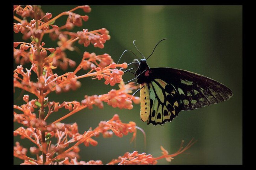 A butterfly on orange flowers. 2